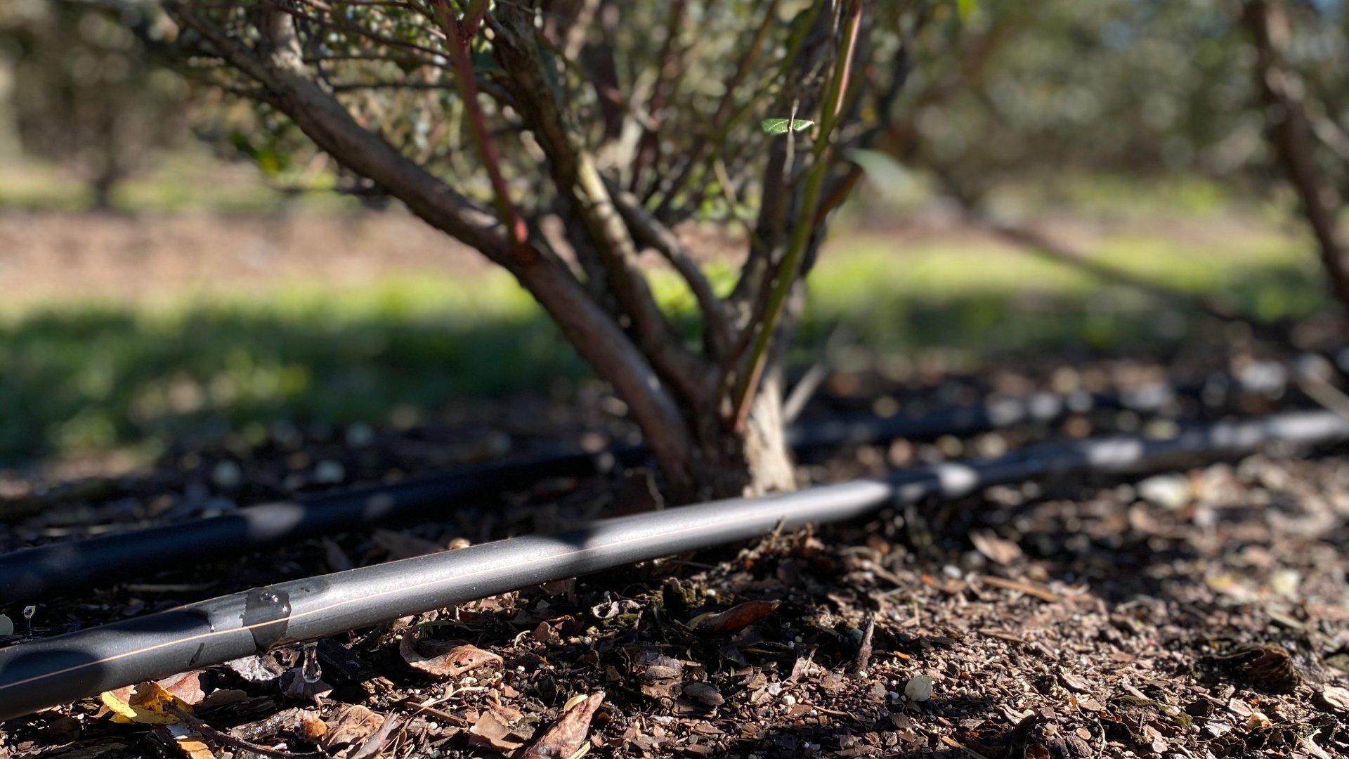Which Type of Irrigation System Should You Use for Your Crops?