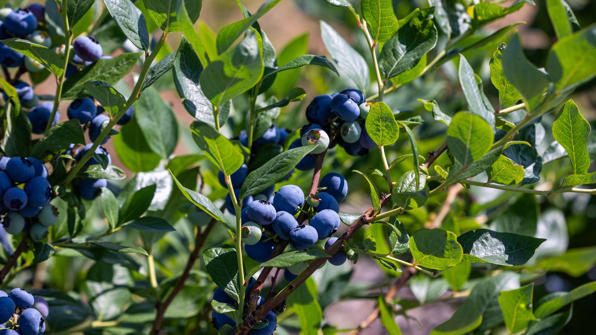 What Is the Best Type of Irrigation System for Blueberry Crops?