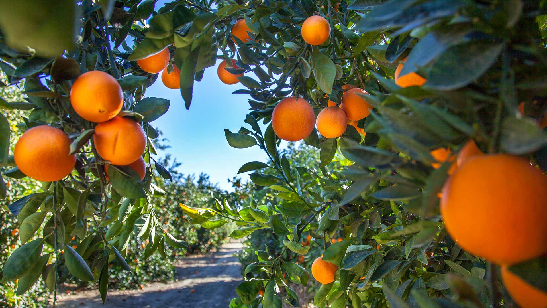 Well irrigated oranges growing on trees in Florida.