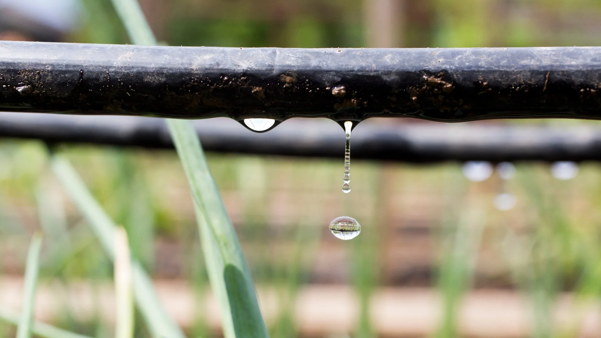 Should You Use Drip Irrigation or a Misting System for Your Greenhouse?