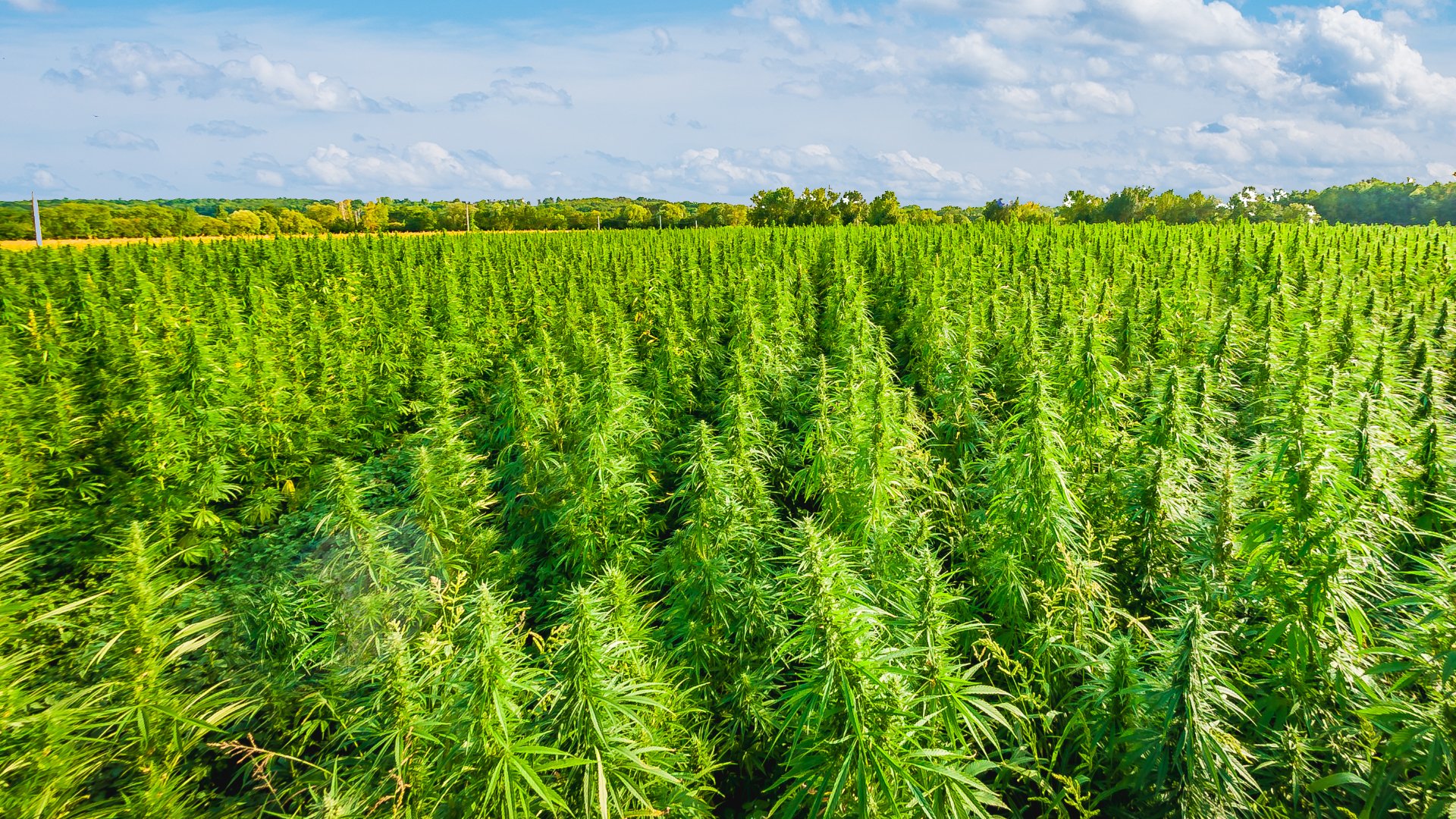 What Is the Best Irrigation System to Use for Hemp Farms?
