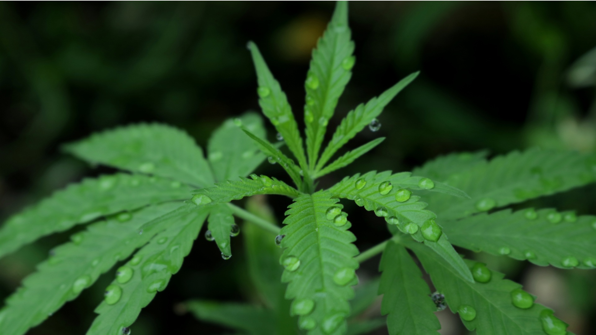 Marijuana plant with water specks after being watered in Winter Haven, FL.