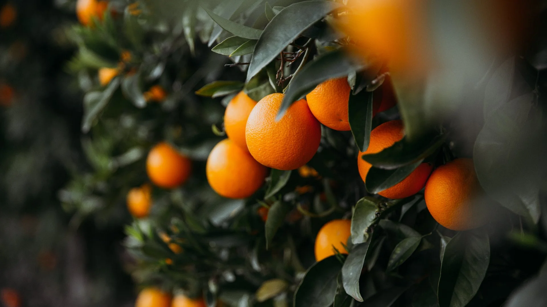 Keep Your Citrus Crops Hydrated With a Micro-Sprinkler Irrigation System!
