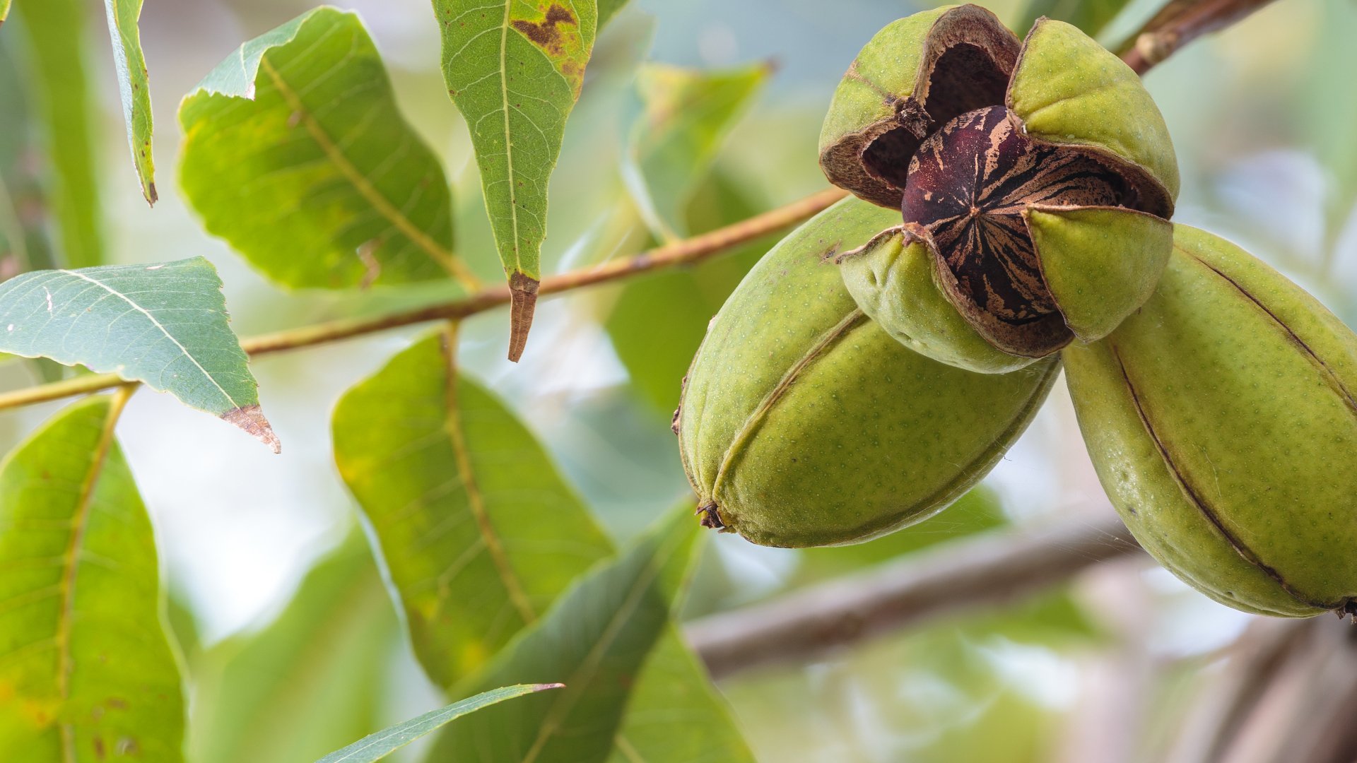 What Is the Best Irrigation System for a Pecan Orchard?