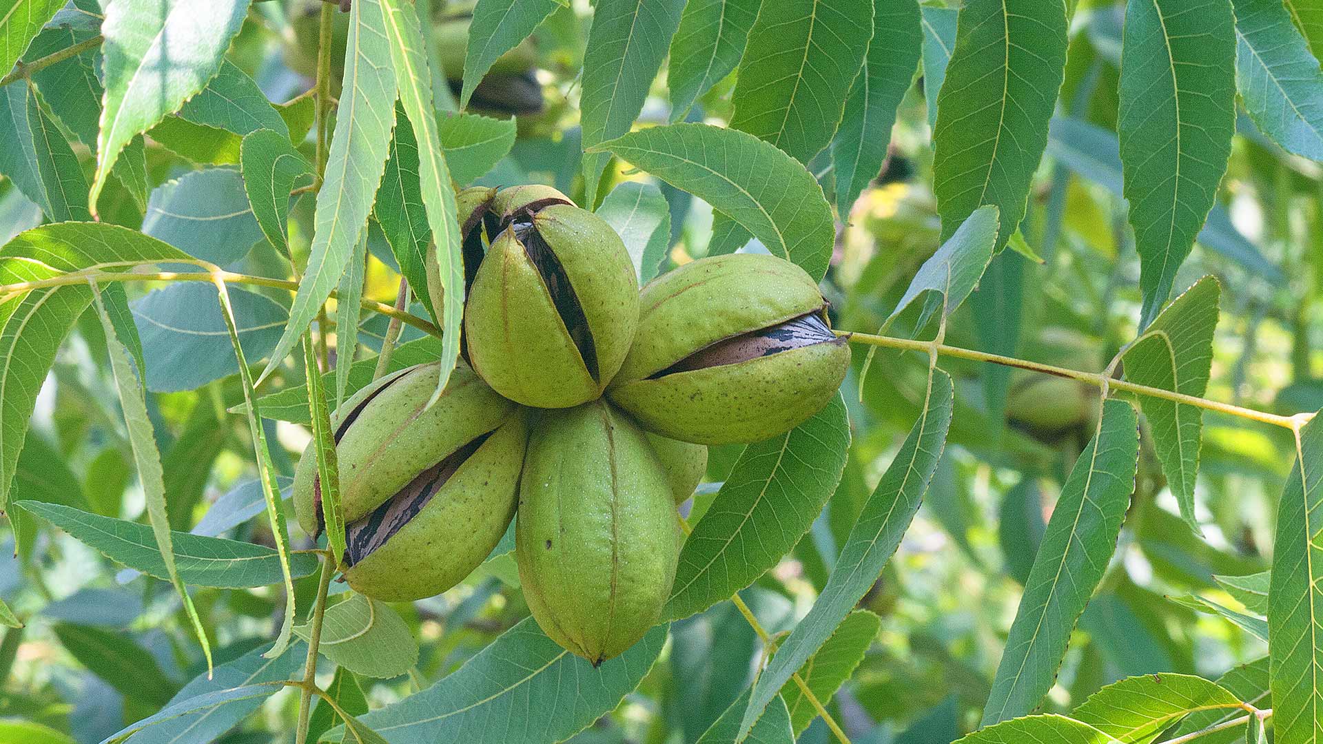 Pecans on a pecan tree in North Carolina. 