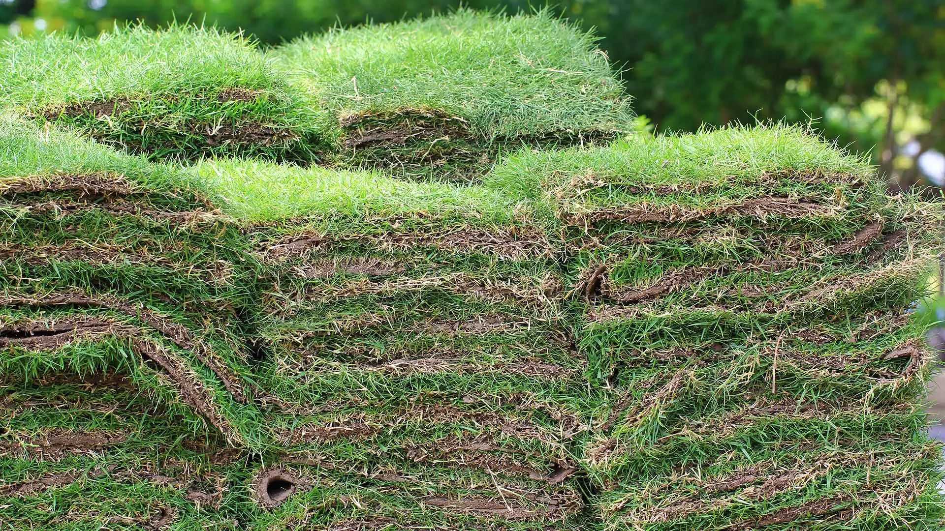 Irrigated pieces of sod stacked in a pile in North Carolina. 
