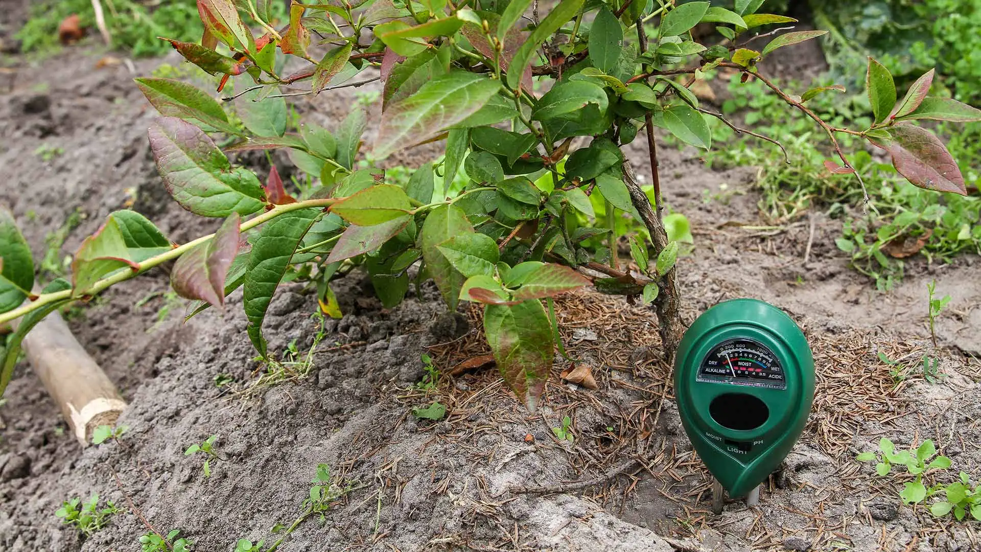 Soil sensor in ground near plants in Central Florida. 