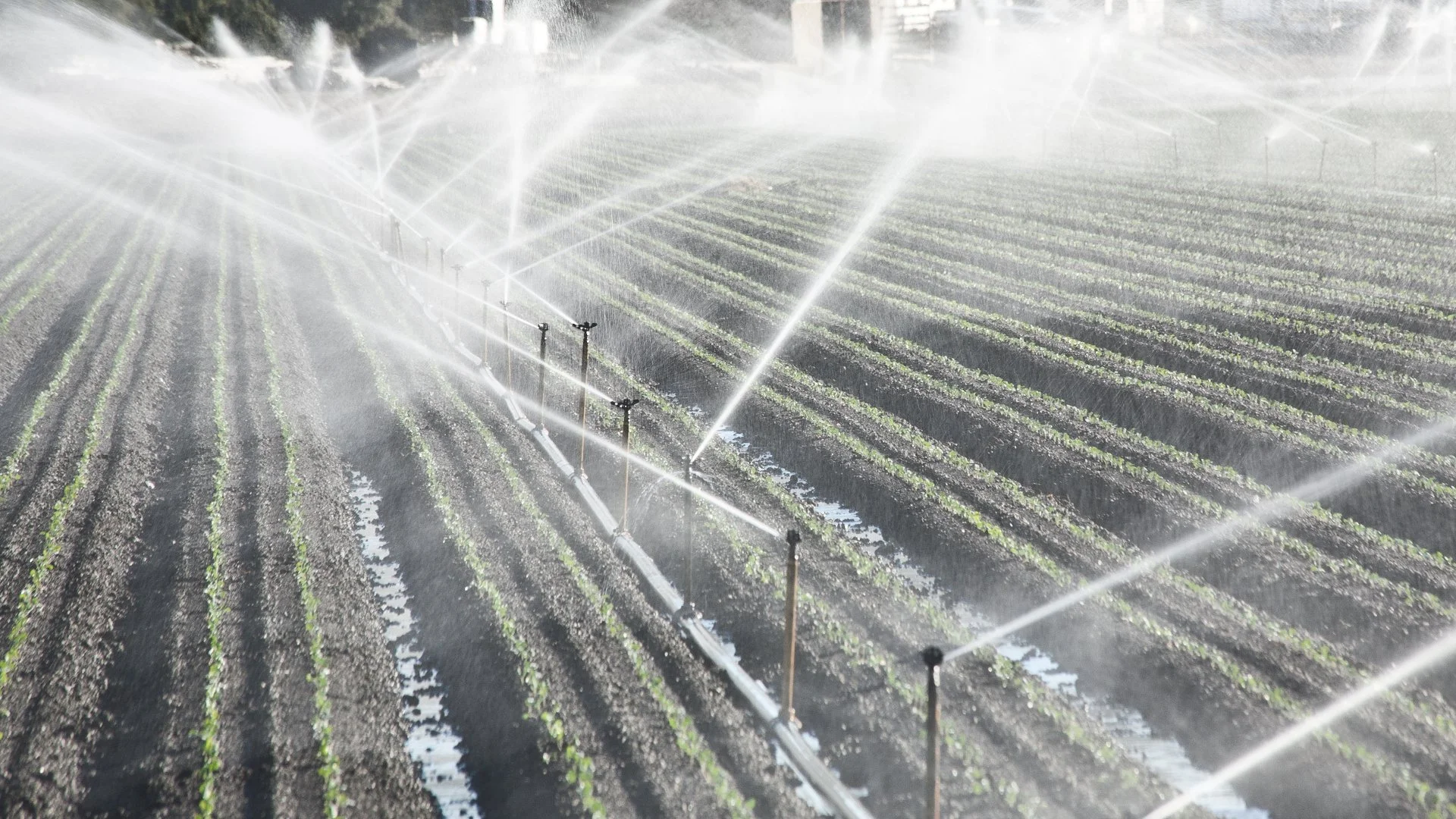 4 Irrigation Systems to Consider Using for Your Marijuana Crops