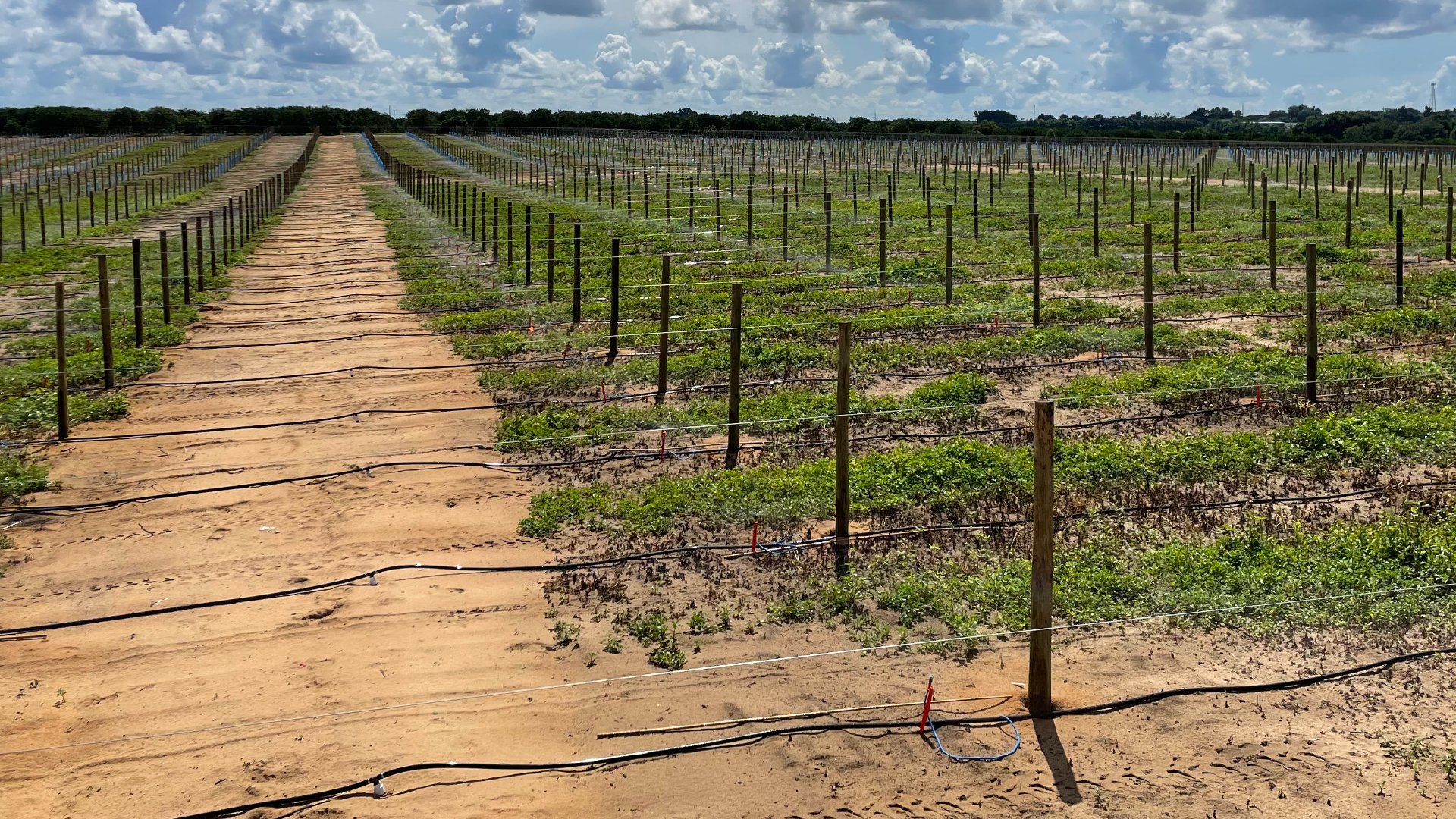 Vineyard irrigation system installed in Texas.