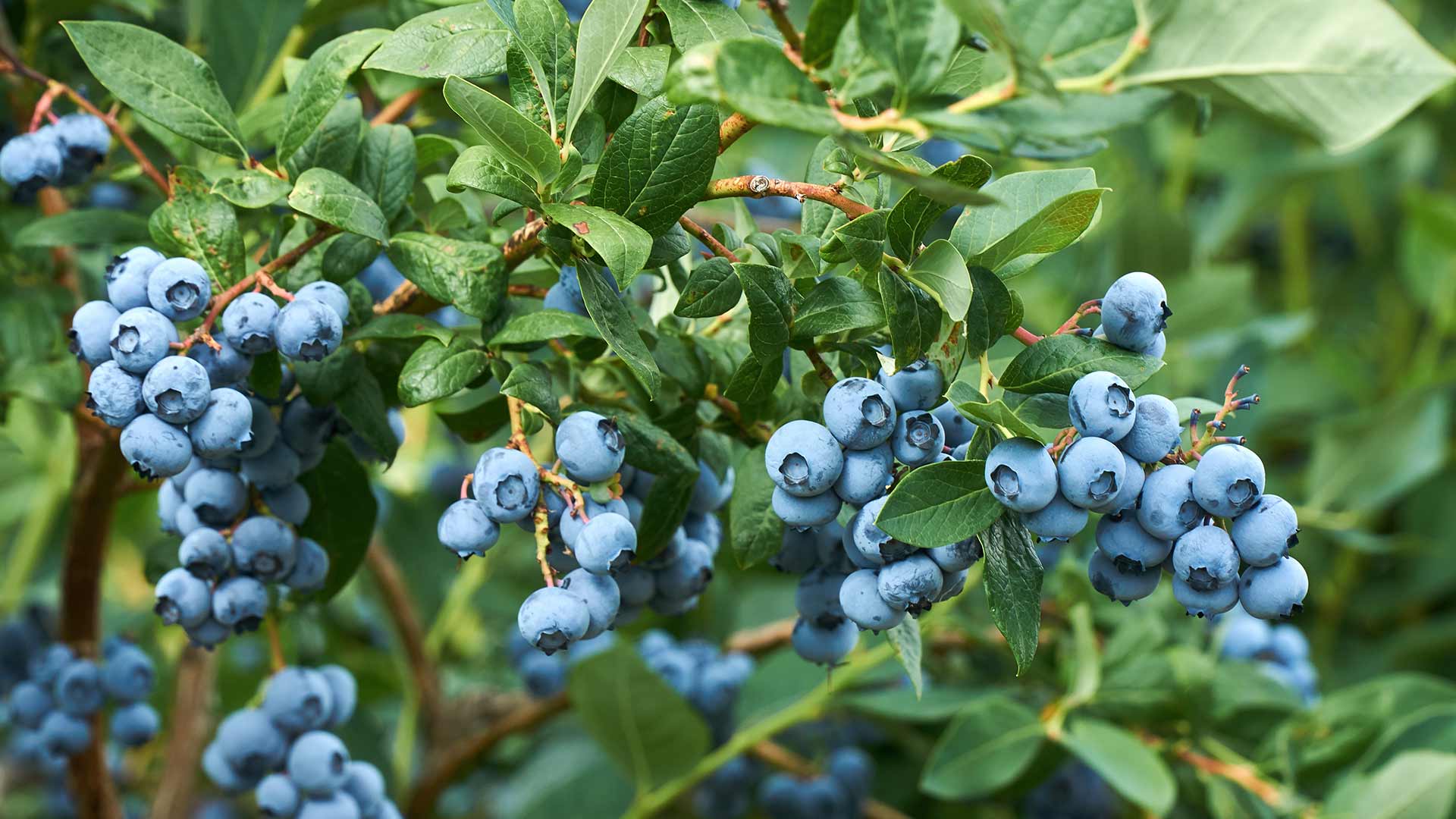 Vivid and healthy blueberries growing in Georgia.