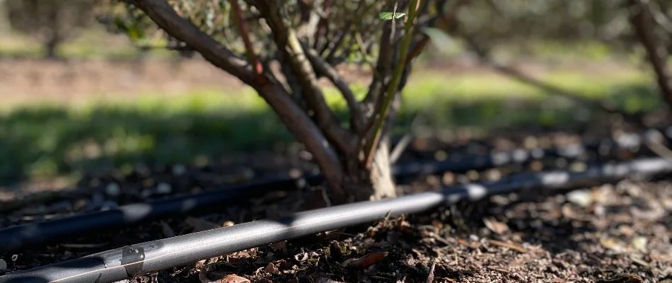 Drip irrigation beside citrus tree in Florida.