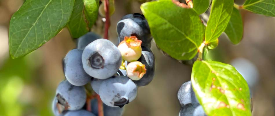 Blueberries growing with custom irrigation in Texas.