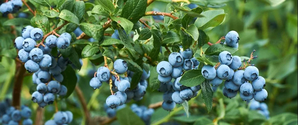 A blueberry bush with many blueberries on a property in Thomas County, GA.