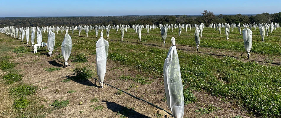A citrus field with bag coverings to prevent disease in Bladenboro, NC.