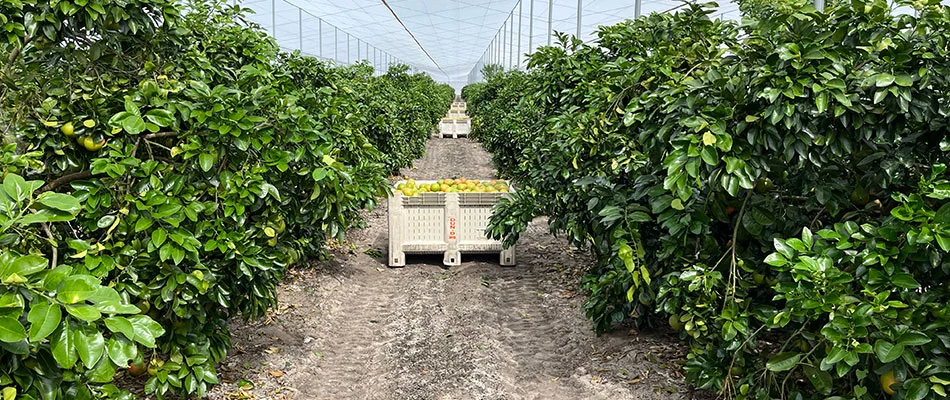 A citrus field being worked on in Florida.