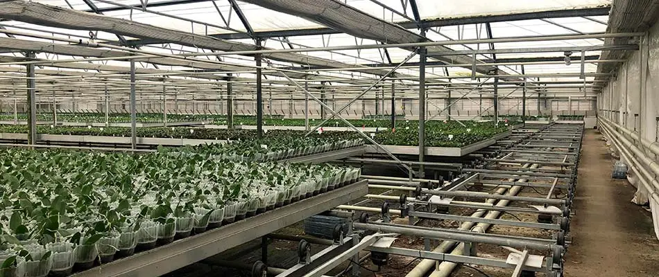 Greenhouse irrigation system watering young plants in Texas.