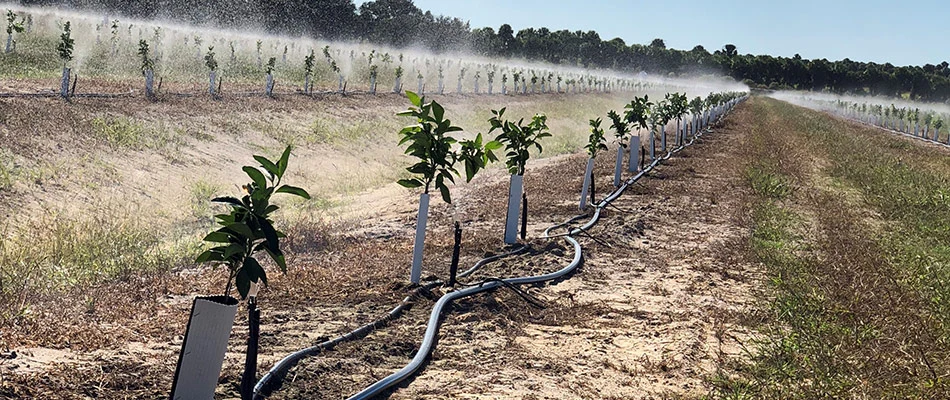 An irrigation line watering citrus field in McAllen, TX.