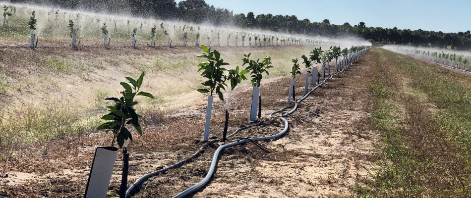 Irrigation line installed for a citrus field in Warren County, KY.