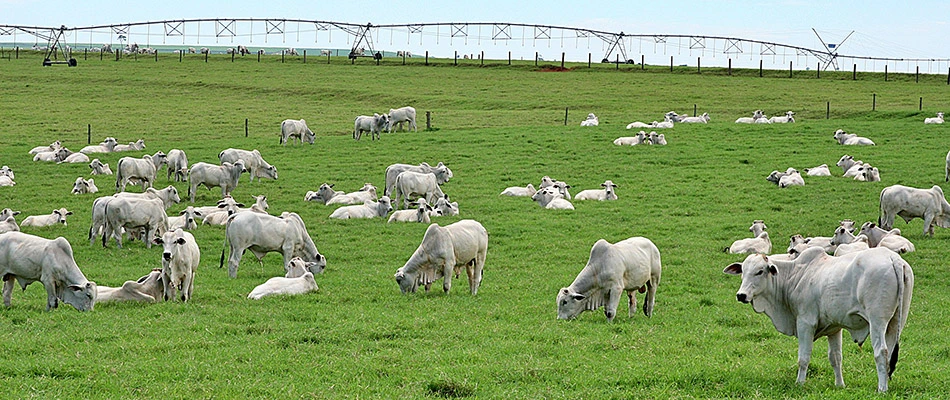 A pasture in Georgia full of white cows with an irrigation system set up in the background.